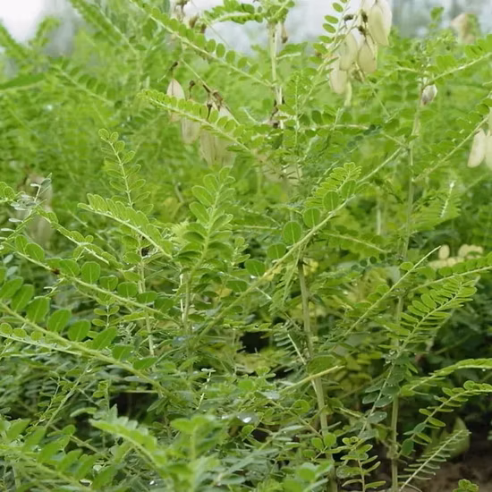 免疫力を向上させるアストラガロシドと多糖類を含むレンゲ根エキス